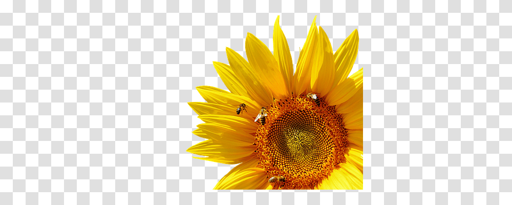 Sun Flower Nature, Plant, Blossom, Sunflower Transparent Png