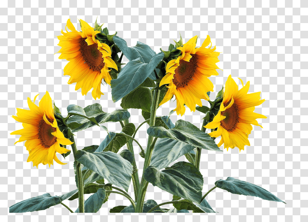 Sun Flower Nature, Plant, Blossom, Sunflower Transparent Png