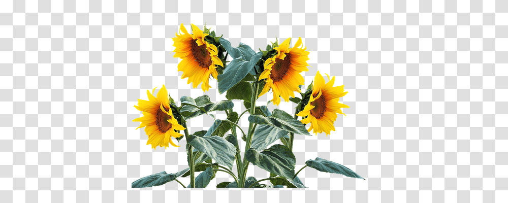 Sun Flower Nature, Plant, Blossom, Sunflower Transparent Png