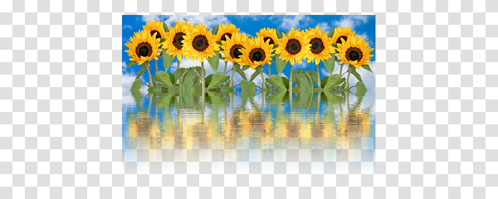 Sun Flower Nature, Plant, Blossom, Sunflower Transparent Png