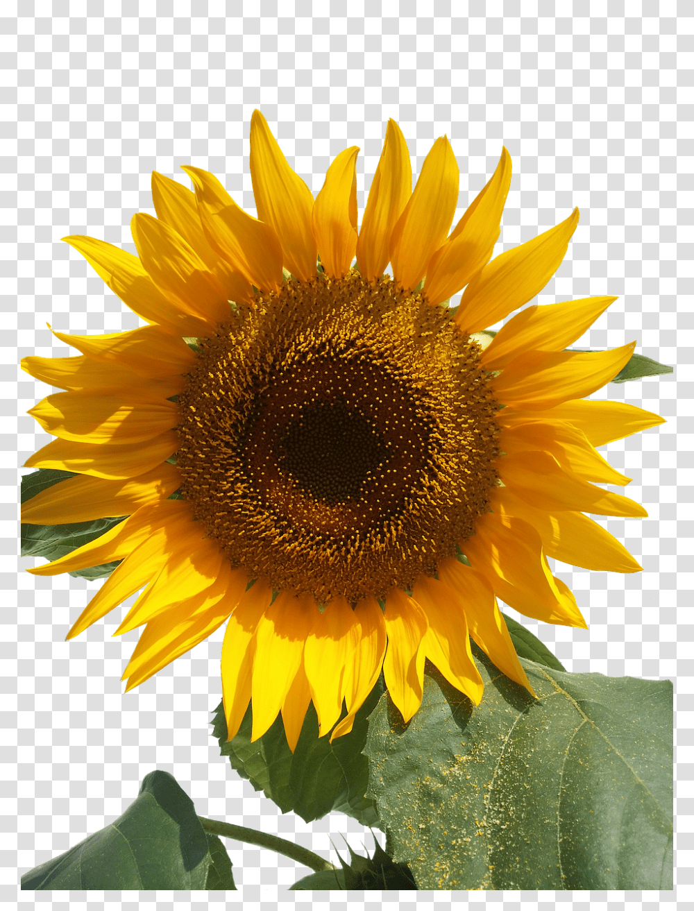 Sun Flower Nature, Plant, Blossom, Sunflower Transparent Png