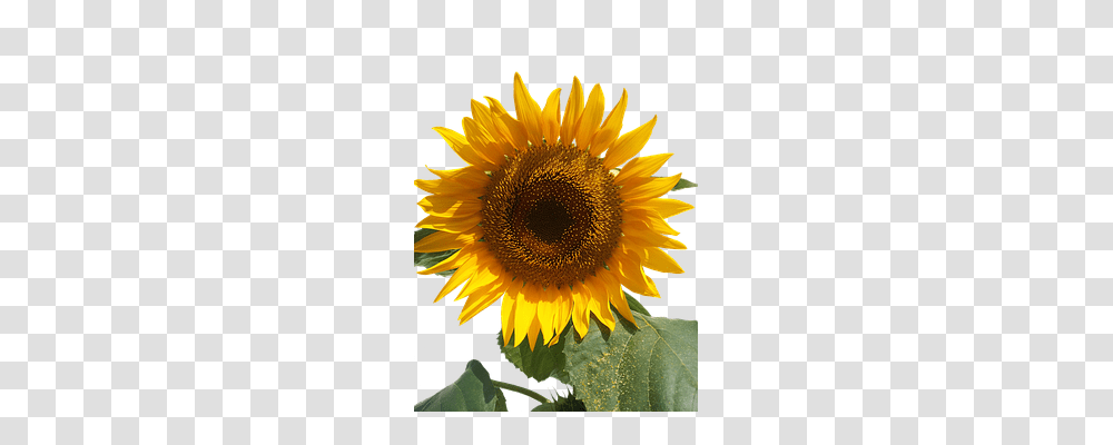 Sun Flower Nature, Plant, Blossom, Sunflower Transparent Png