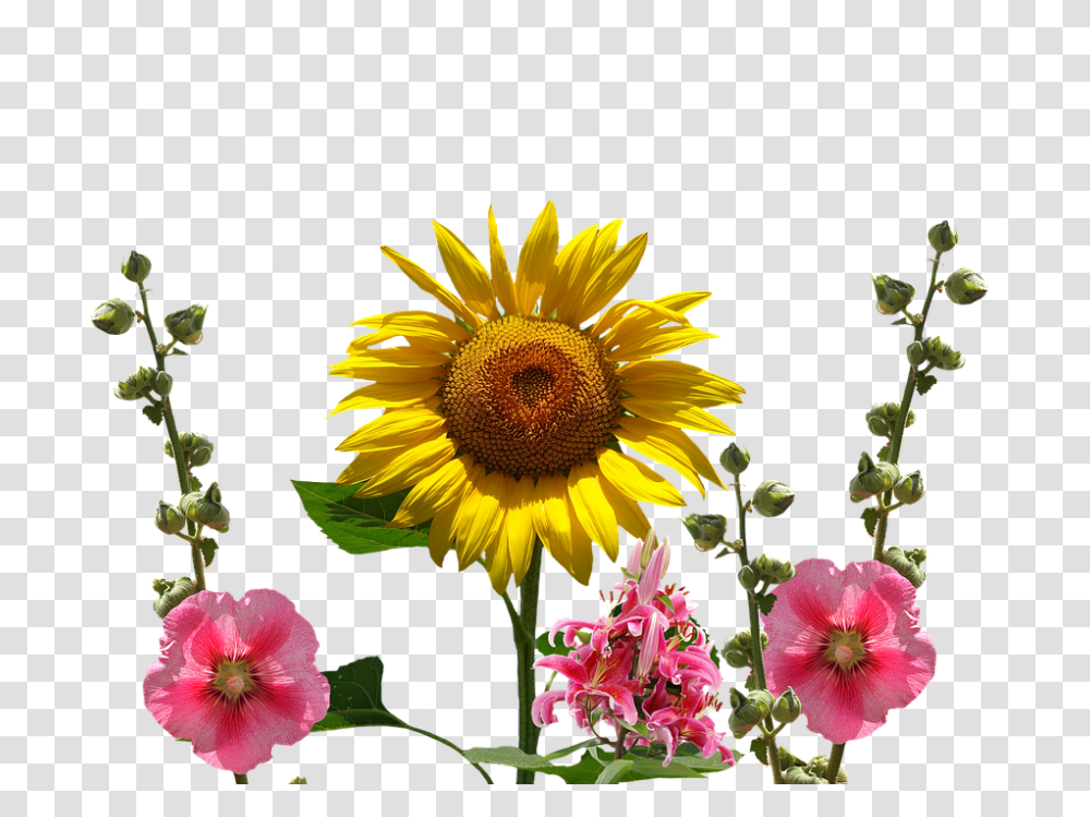 Sun Flower 960, Plant, Blossom, Sunflower, Flower Arrangement Transparent Png