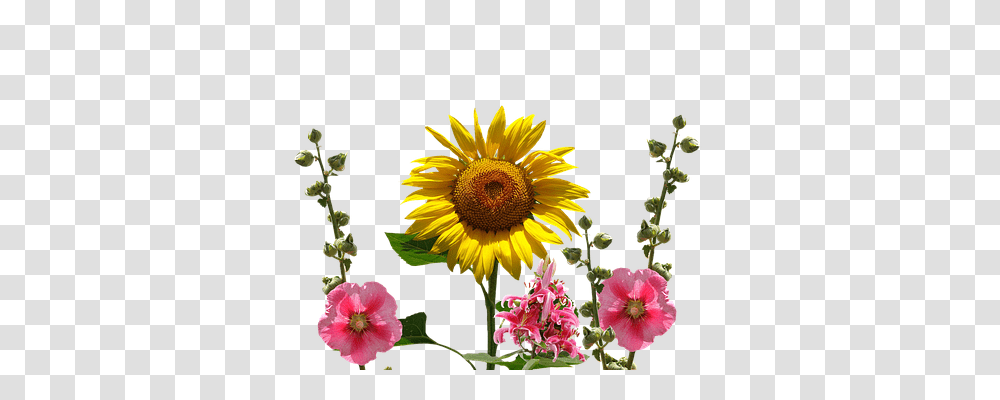 Sun Flower Nature, Plant, Blossom, Sunflower Transparent Png