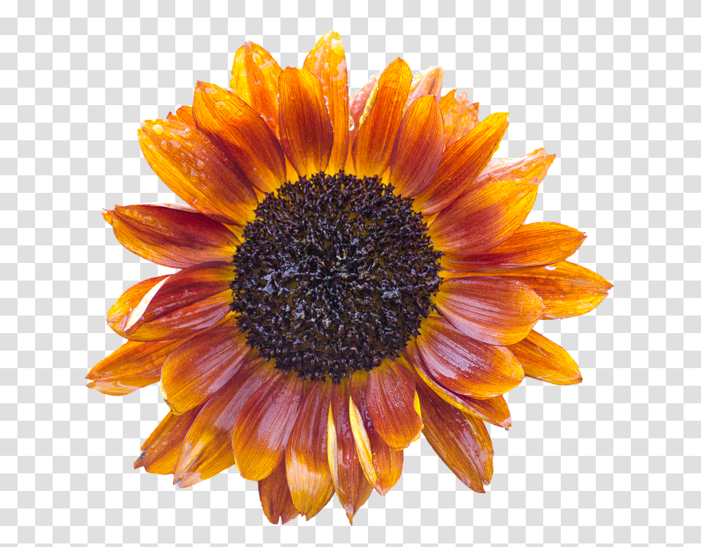 Sun Flower 960, Plant, Blossom, Sunflower, Daisy Transparent Png