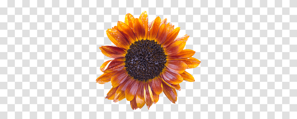 Sun Flower Nature, Plant, Blossom, Sunflower Transparent Png