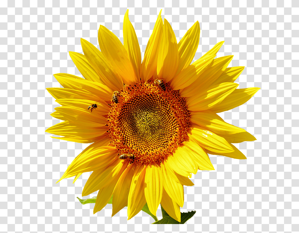 Sun Flower 960, Insect, Plant, Blossom, Sunflower Transparent Png