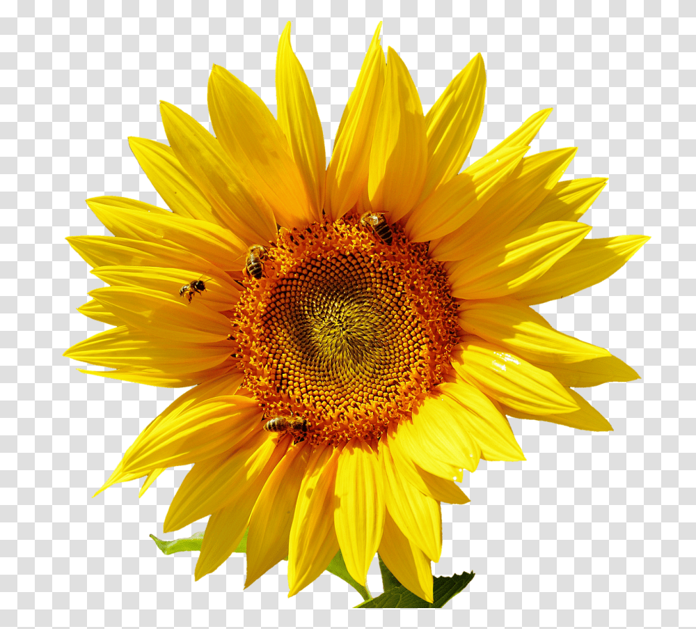 Sun Flower Nature, Plant, Blossom, Sunflower Transparent Png