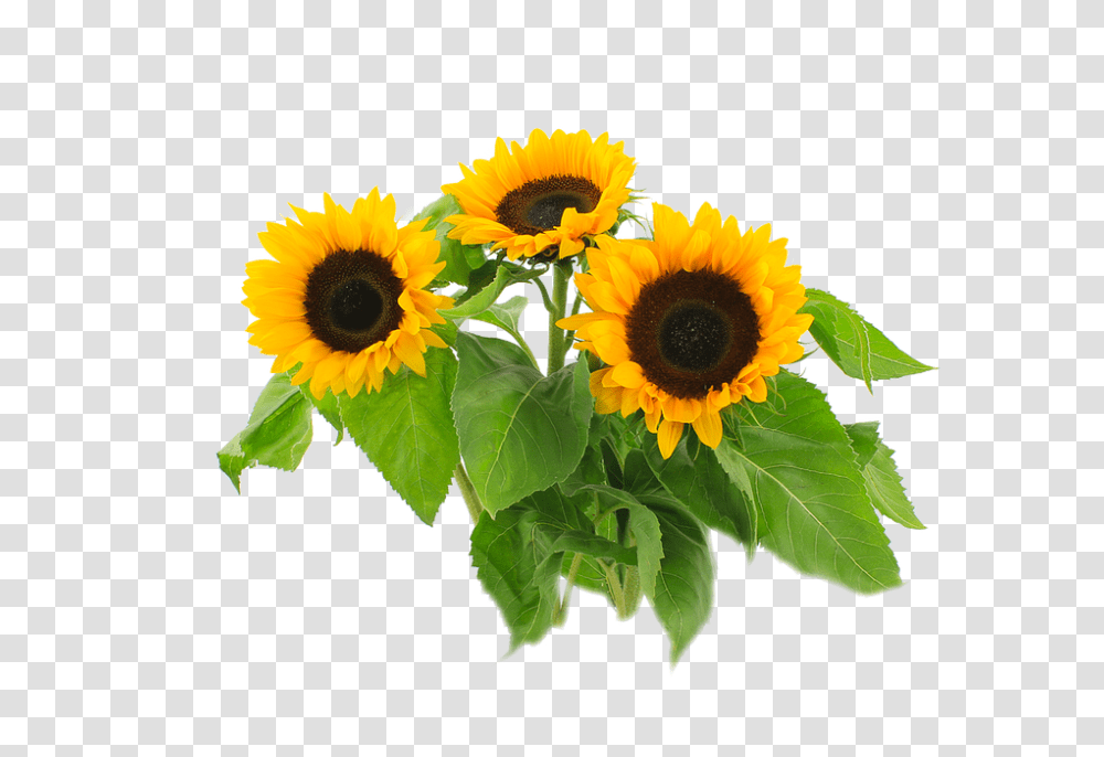 Sun Flower 960, Plant, Blossom, Sunflower, Flower Arrangement Transparent Png