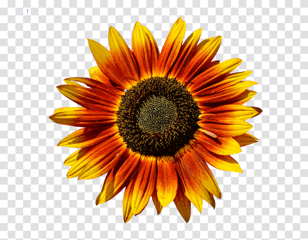 Sun Flower 960, Plant, Blossom, Sunflower, Daisy Transparent Png