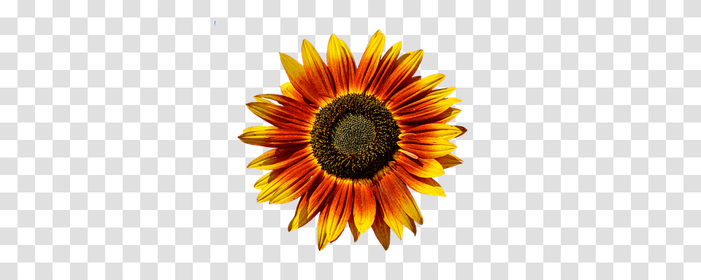 Sun Flower Nature, Plant, Blossom, Sunflower Transparent Png