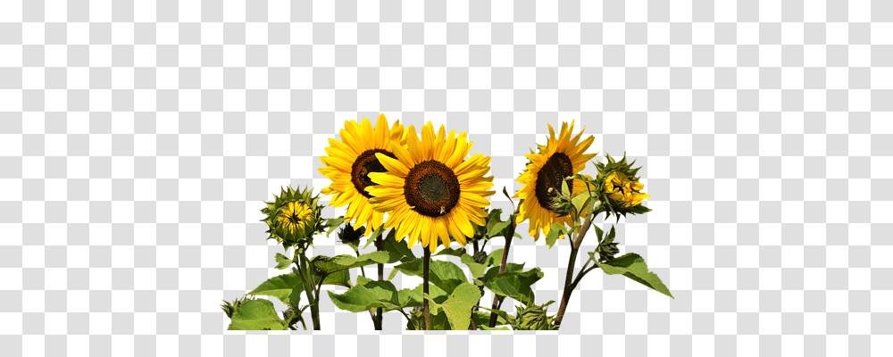 Sun Flower Nature, Plant, Blossom, Sunflower Transparent Png