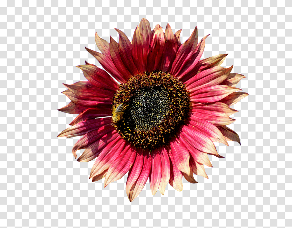 Sun Flower 960, Plant, Blossom, Daisy, Pollen Transparent Png