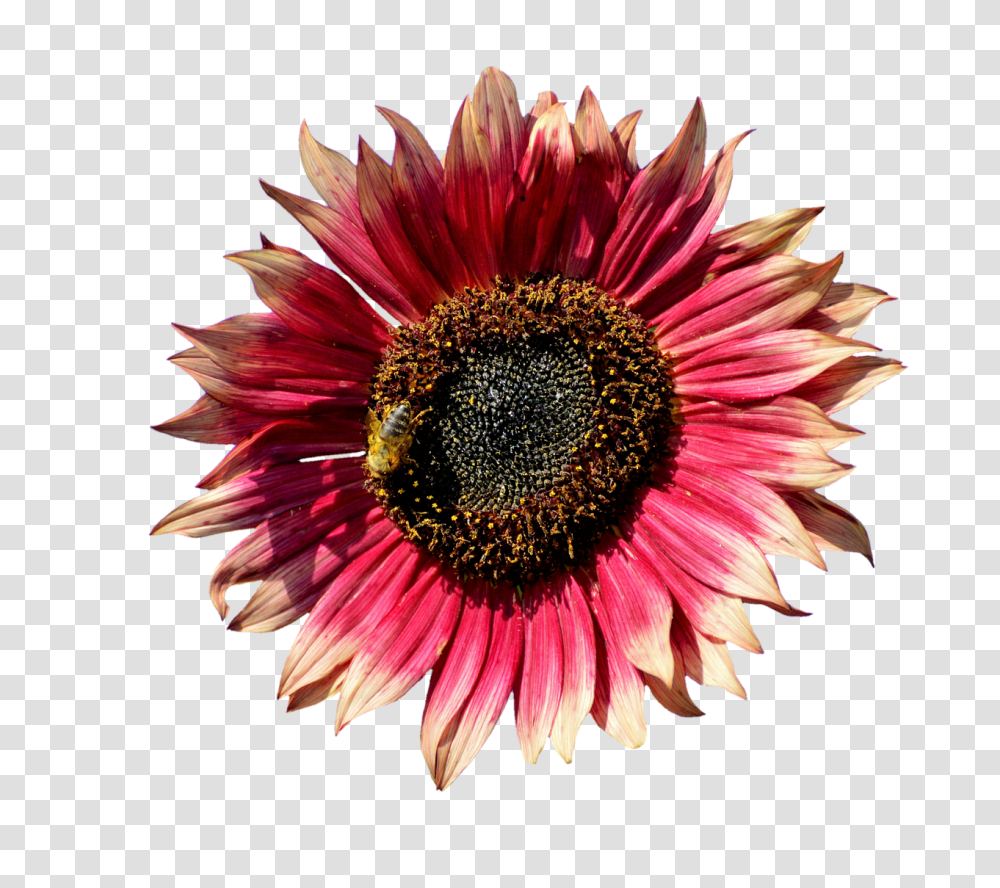 Sun Flower Nature, Plant, Blossom, Daisy Transparent Png