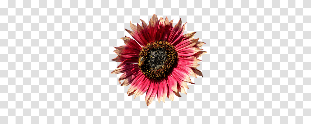 Sun Flower Nature, Plant, Blossom, Daisy Transparent Png