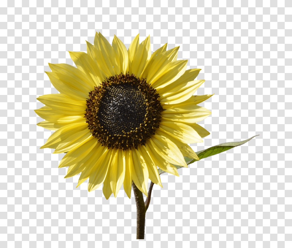 Sun Flower Nature, Plant, Blossom, Sunflower Transparent Png