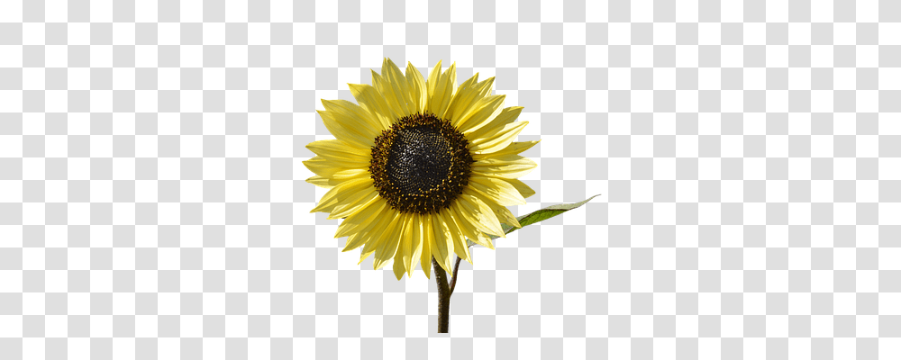 Sun Flower Nature, Plant, Blossom, Sunflower Transparent Png