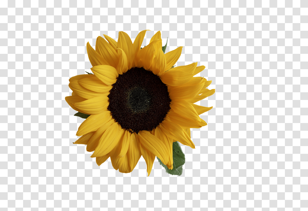 Sun Flower Nature, Plant, Blossom, Sunflower Transparent Png