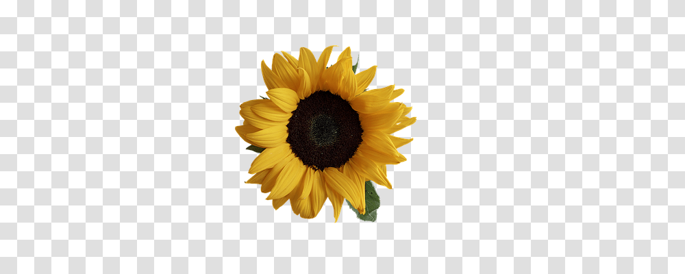 Sun Flower Nature, Plant, Blossom, Sunflower Transparent Png