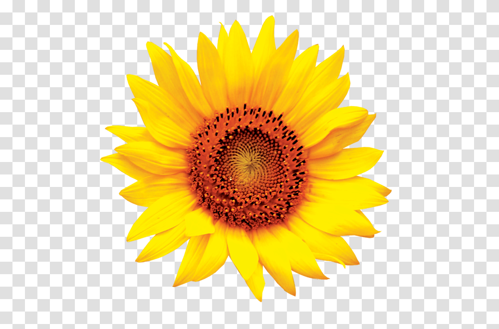 Sun Flower Background Sunflower Clipart, Plant, Blossom, Treasure Flower Transparent Png