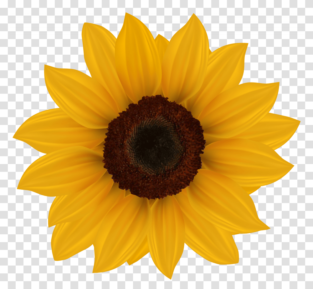 Sun Flower Clip Art Sunflower Clipart Image Background Sunflower Clipart, Plant, Blossom Transparent Png