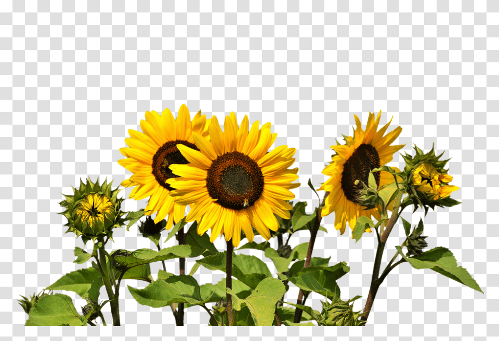 Sun Flower Design Clip Art Gardening Flower And Vegetables, Plant, Blossom, Sunflower Transparent Png