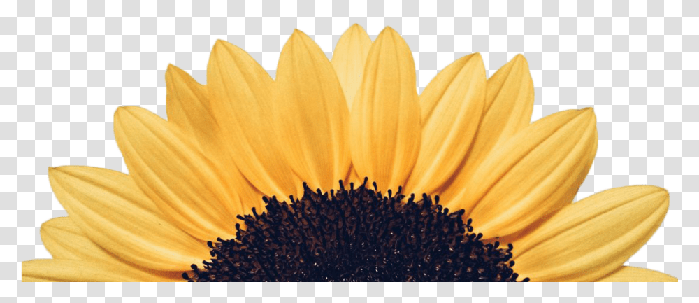 Sun Flower Detailed Background Free Sonre Cada Da, Plant, Blossom, Daisy, Daisies Transparent Png