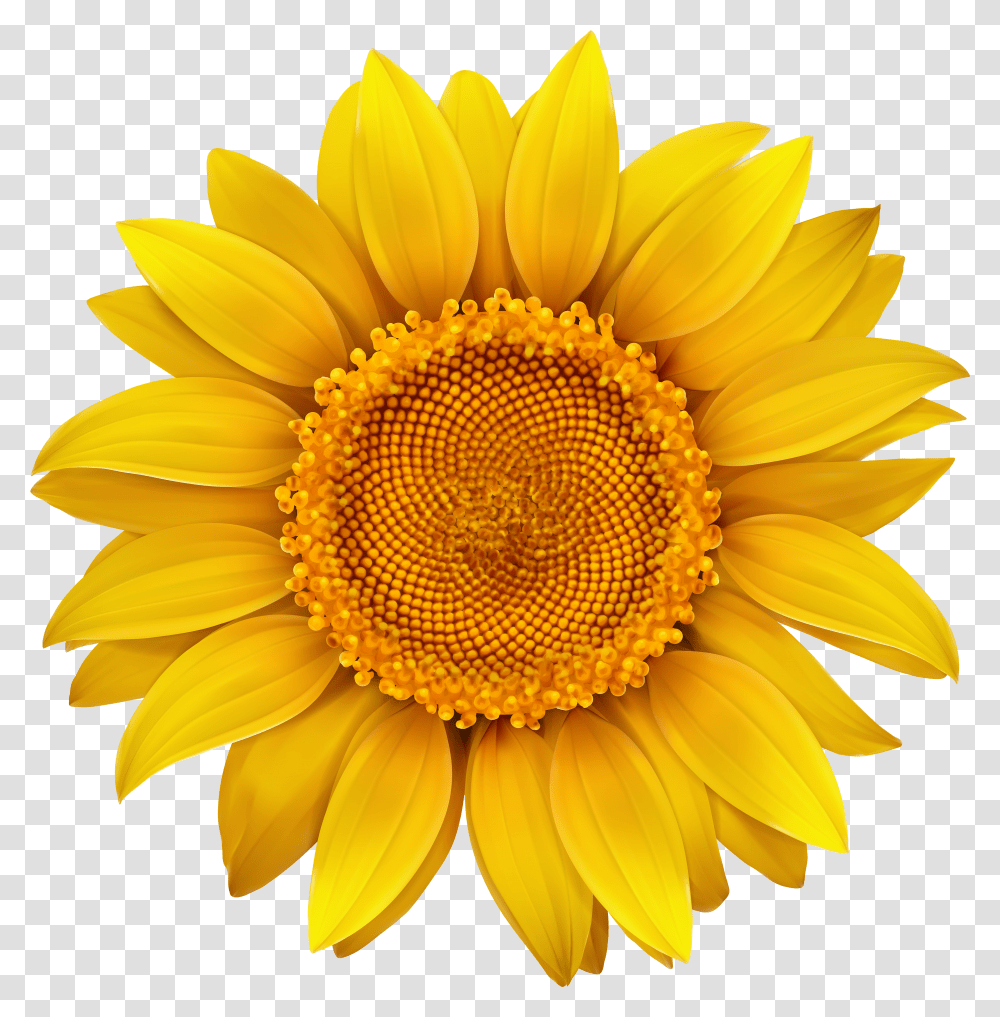 Sun Flower Free For Download Yellow Transparent Png