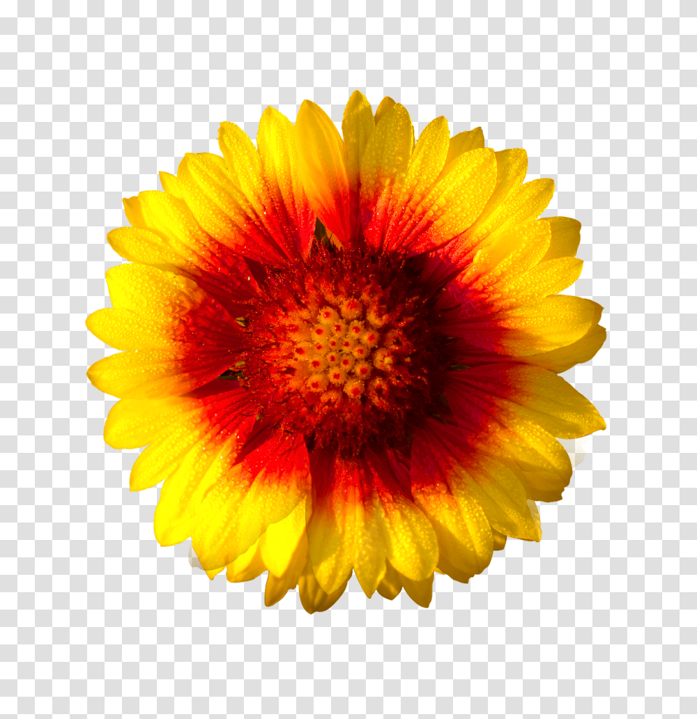 Sun Flower Isolated Flower Hd, Plant, Blossom, Petal, Daisy Transparent Png