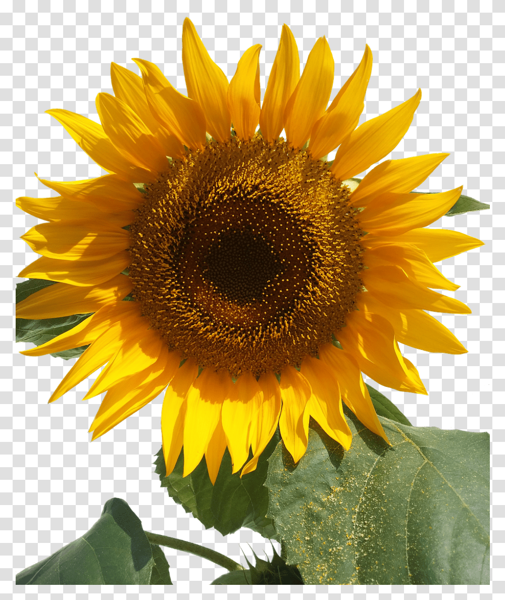 Sun Flower Isolated Yellow Flowers Free Picture Bunga Matahari Animasi Pearl, Plant, Blossom, Sunflower Transparent Png