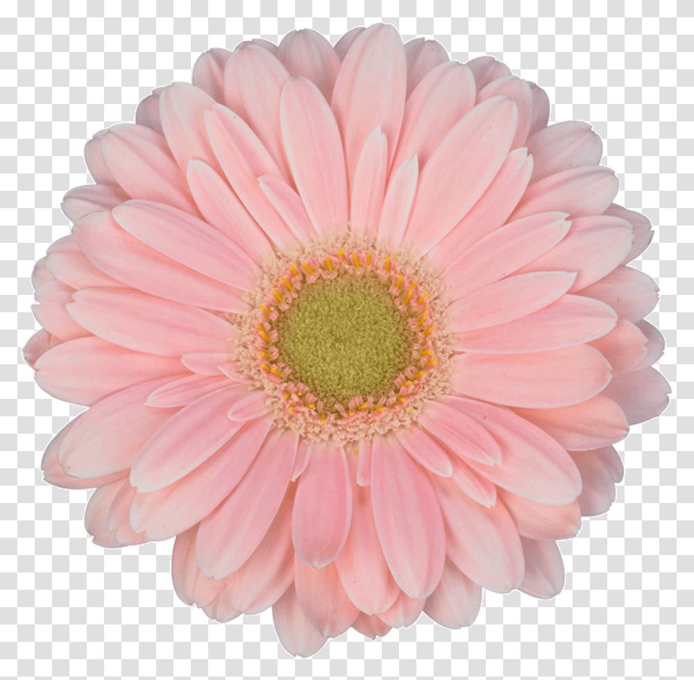 Sun Flower Pink, Plant, Blossom, Daisy, Daisies Transparent Png