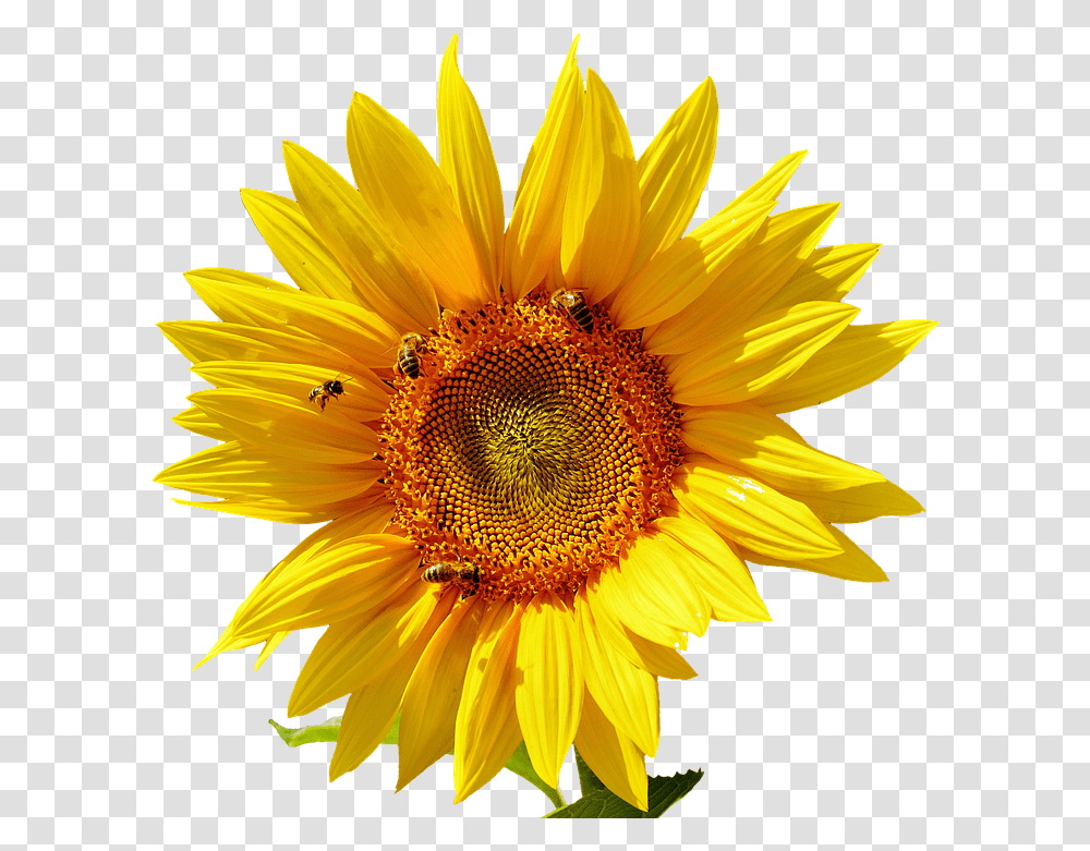 Sun Flower, Plant, Blossom, Sunflower, Daisy Transparent Png