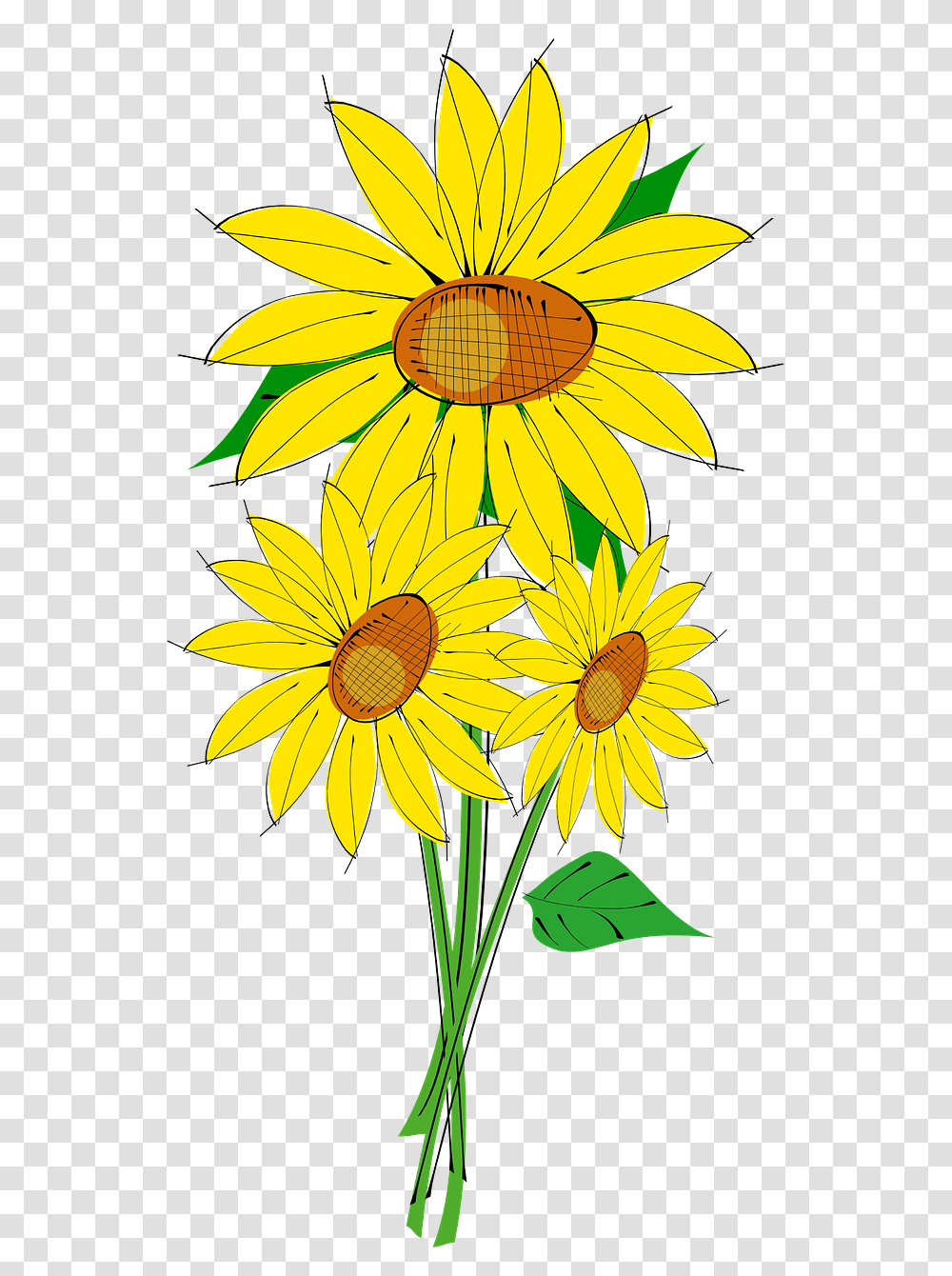 Sun Flower Plant Free Picture Bouquet Of Sunflower Clipart, Blossom, Daisy, Daisies, Treasure Flower Transparent Png