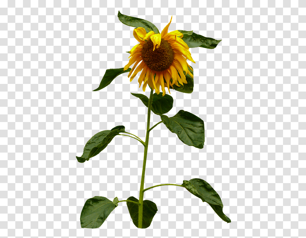 Sun Flower Sun Flower 960, Plant, Blossom, Sunflower, Daisy Transparent Png