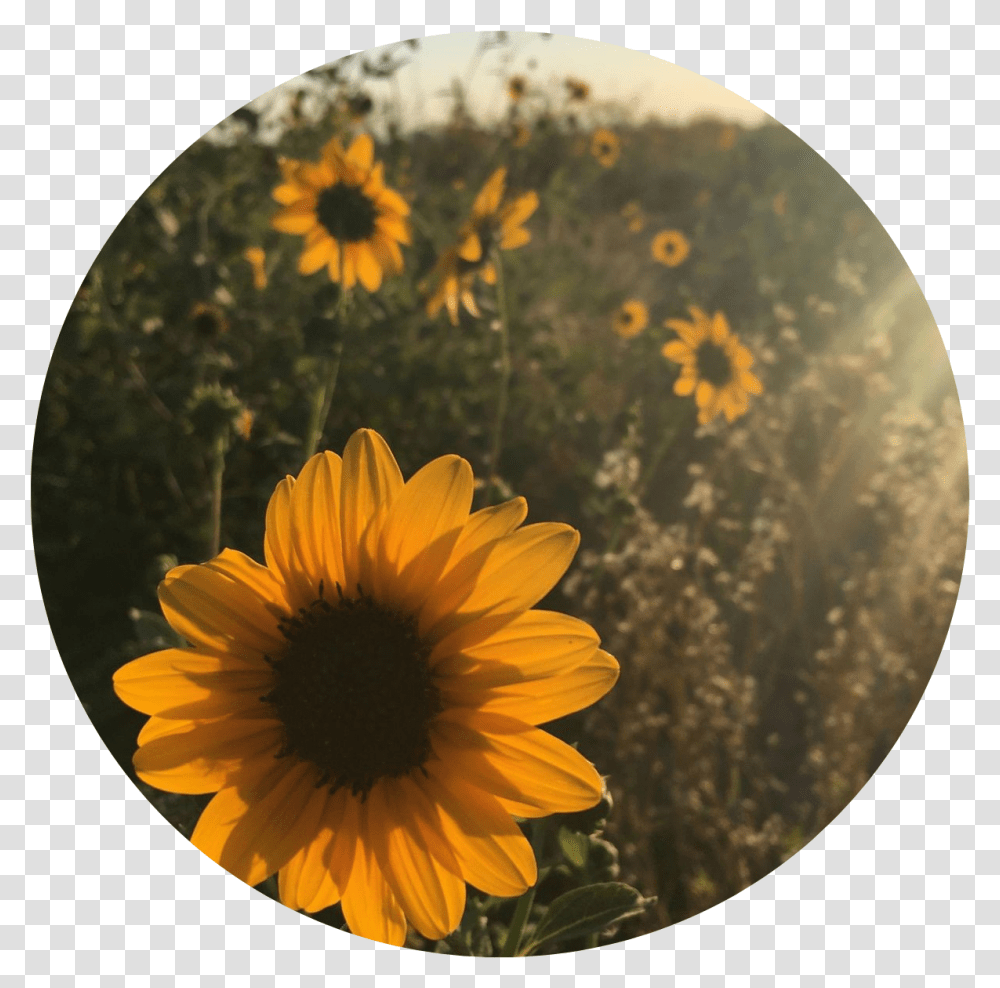 Sun Flower Tumblr Vintage Yellow Sunflower Vintage Aesthetic Sunflowers, Plant, Blossom, Daisy, Daisies Transparent Png