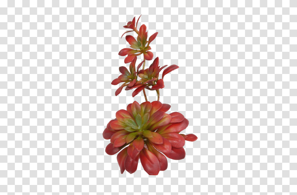 Sun Kissed Succulent Pick Paul Michael Company, Plant, Flower, Blossom, Dahlia Transparent Png