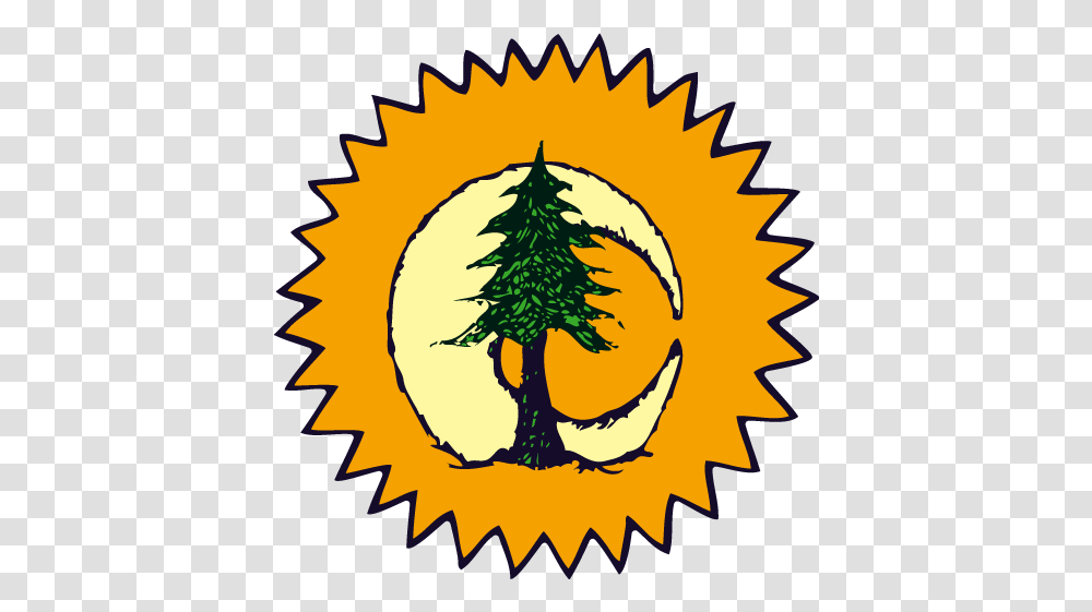 Sun Moon Pine Tree, Plant, Outdoors, Nature, Conifer Transparent Png