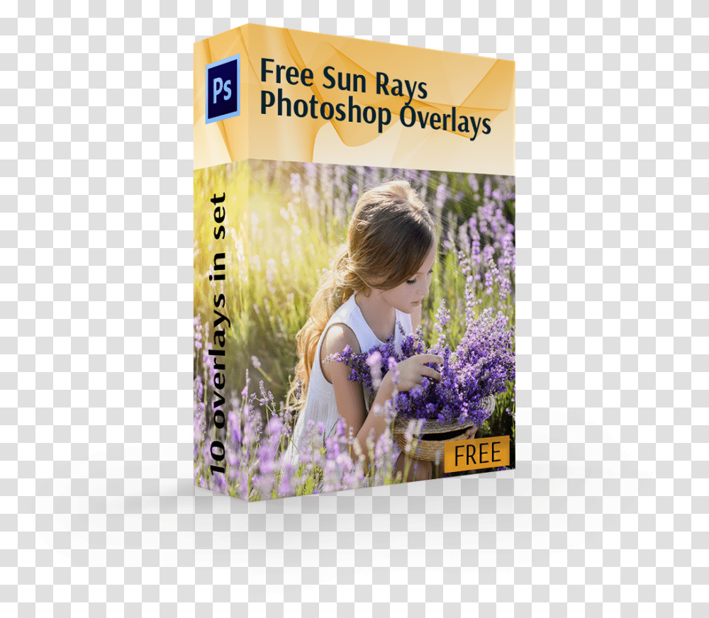 Sun Ray Overlay Cover Box Girl In Flowers English Lavender, Plant, Person, Human, Blossom Transparent Png