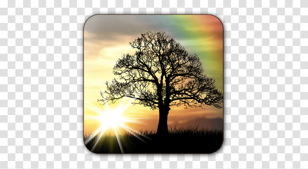 Sun Rise Free Live Wallpaper Apps On Google Play Tree With Tire Swing Silhouette, Plant, Sunlight, Outdoors, Nature Transparent Png