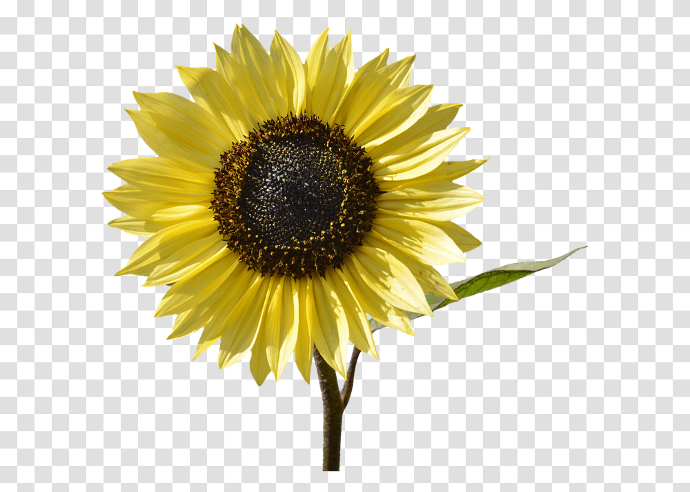 Sun Yellow Flower, Plant, Blossom, Sunflower, Daisy Transparent Png
