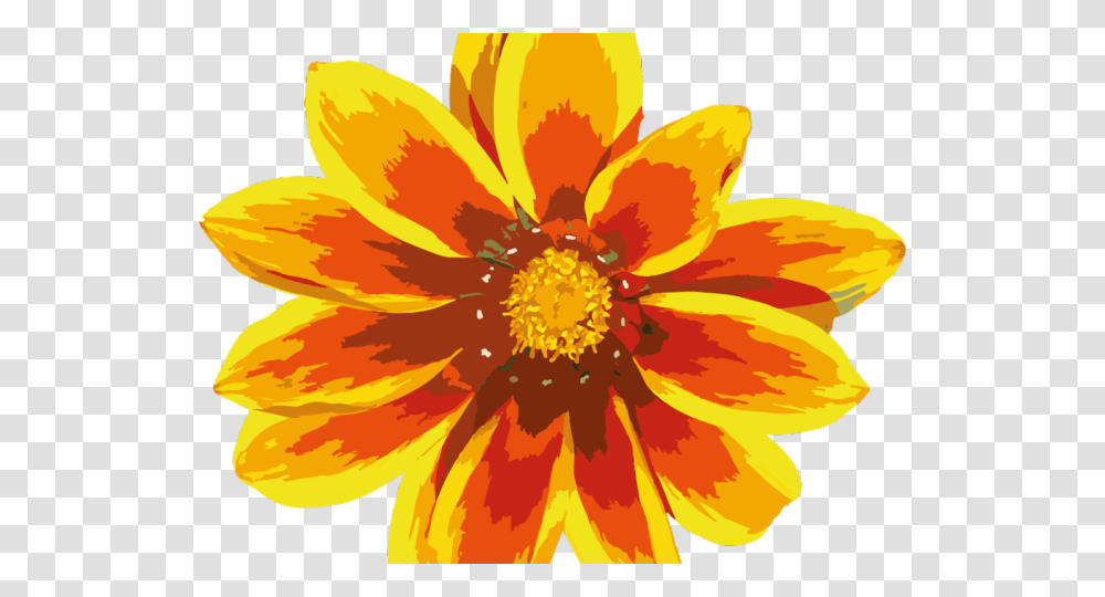 Sunbeam Clipart Red And Yellow Flower, Plant, Anther, Blossom, Dahlia Transparent Png