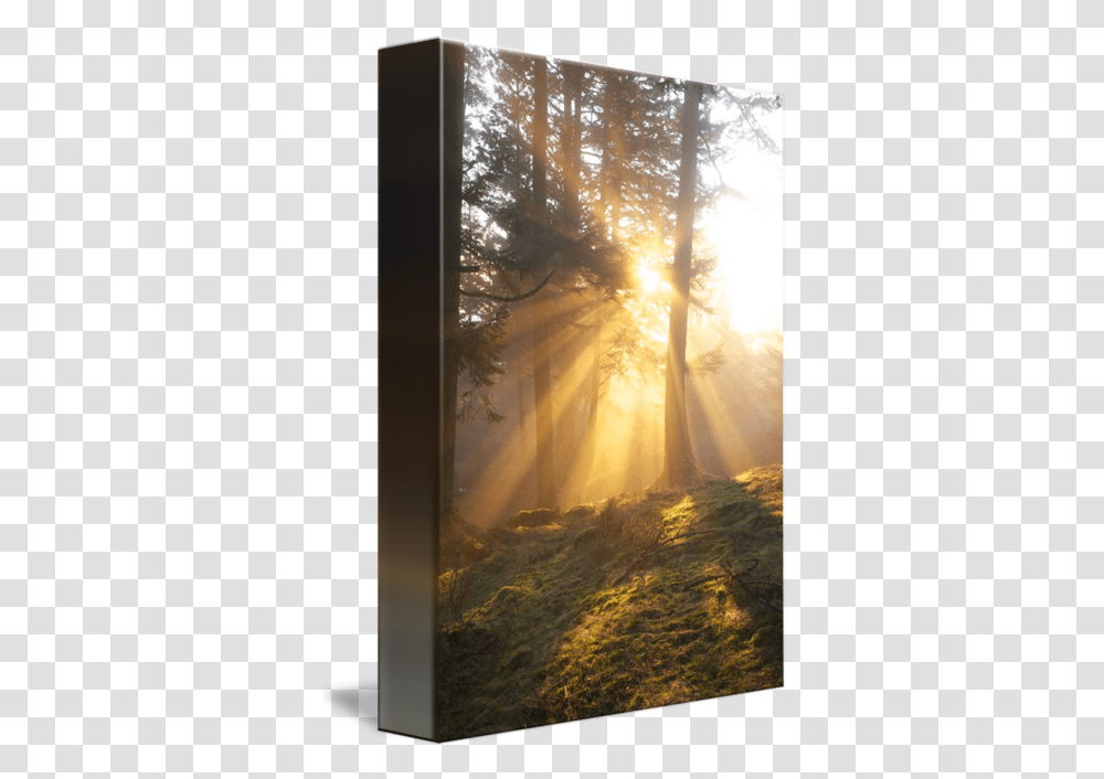 Sunbeams Through Trees By Kurt Thorson Natural Landscape, Sunlight, Flare, Nature, Outdoors Transparent Png