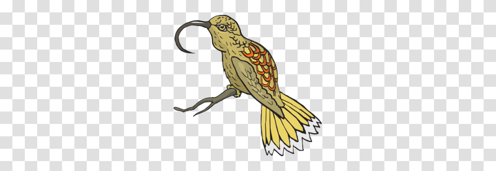 Sunbird Clip Art, Animal, Beak, Kiwi Bird, Hummingbird Transparent Png