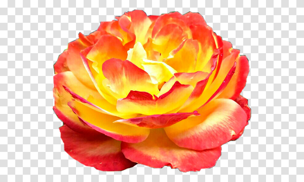 Sunburst Rose Flower Yellow Red Orange Beautiful Yellow Amp Red Roses Pmg, Plant, Blossom Transparent Png