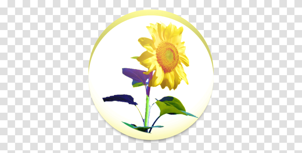 Sunflower 134 Download Android Apk Aptoide Fresh, Plant, Blossom, Daisy, Daisies Transparent Png