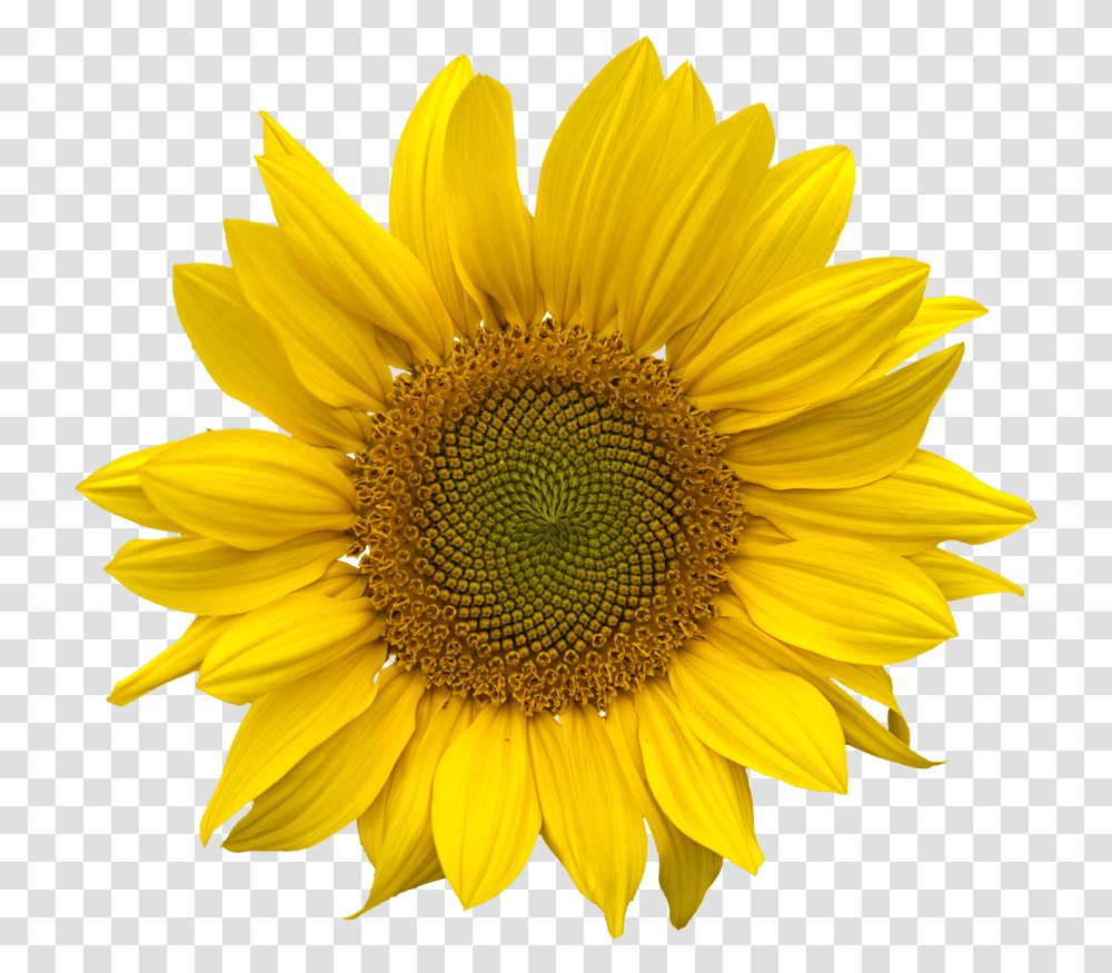 Sunflower 2 Image Clear Background Sunflower, Plant, Blossom Transparent Png