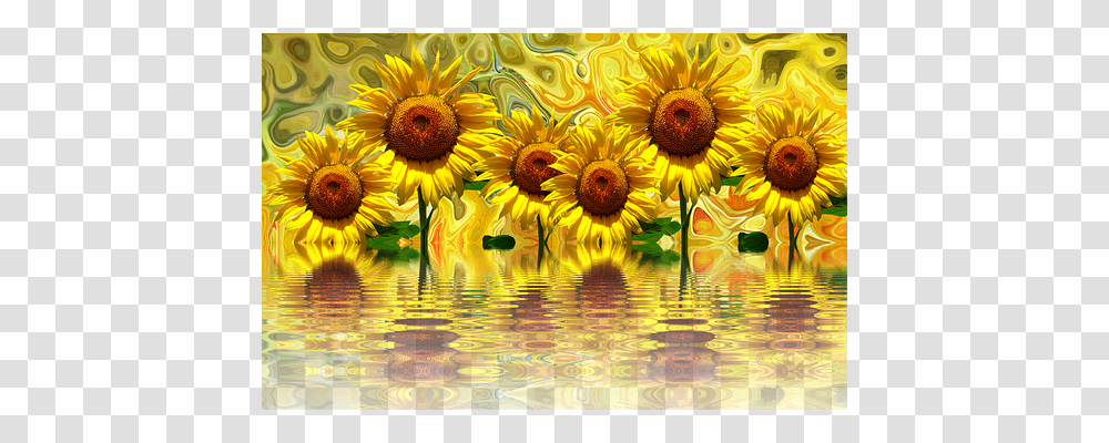 Sunflower Nature, Plant, Daisy Transparent Png