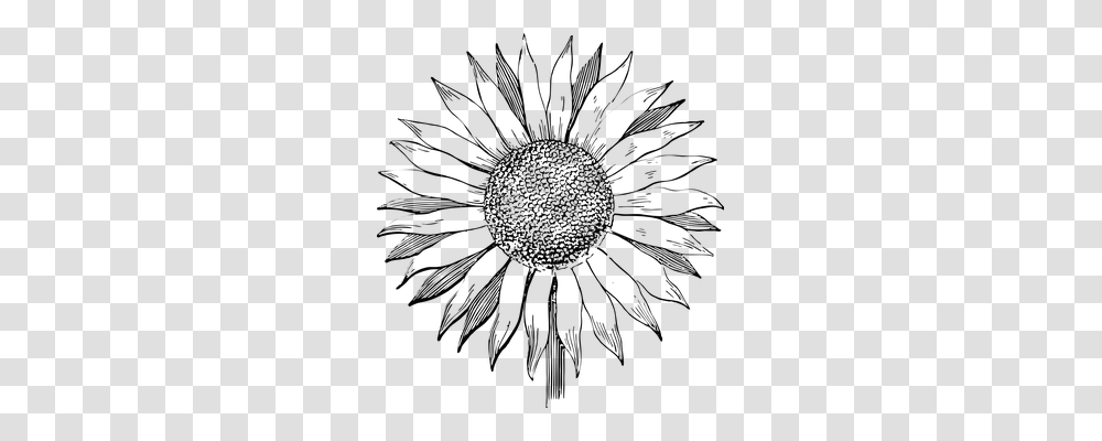 Sunflower Flare, Light, Plant, Blossom Transparent Png