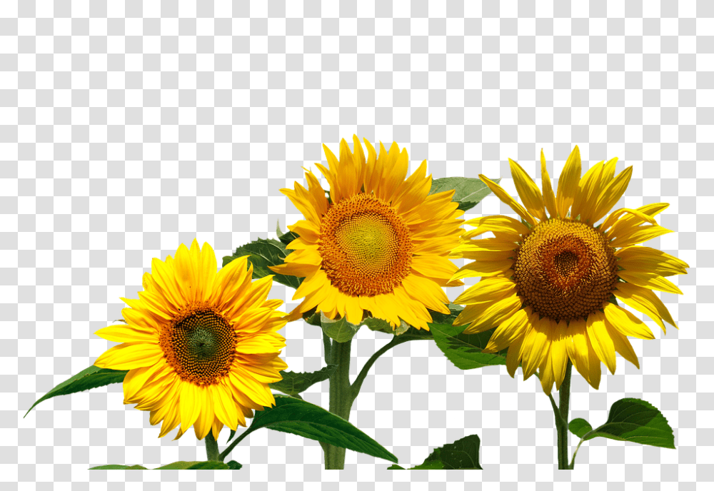 Sunflower 960, Plant, Blossom, Daisy, Daisies Transparent Png