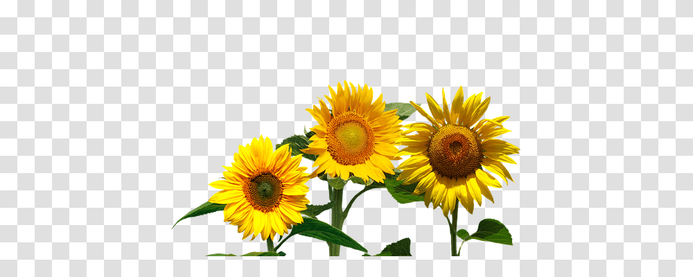 Sunflower Nature, Plant, Blossom, Daisy Transparent Png